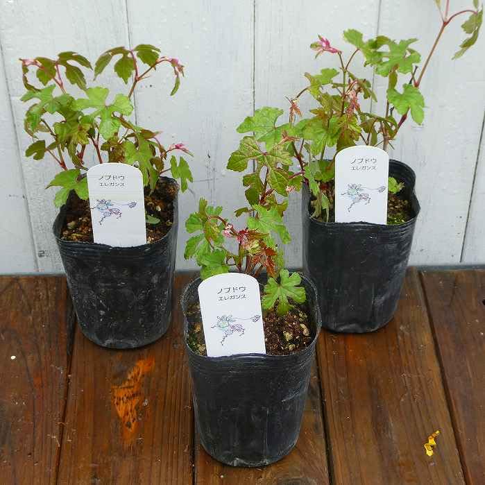 野葡萄 苗 ③ 野葡萄 苗 ③ 楽天市場】ノブドウ（野葡萄：斑入り） 3寸 ポット苗 1鉢